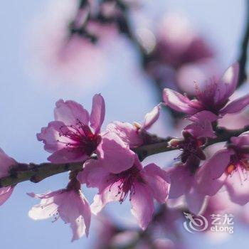 林芝大峡谷桃源雪峰客栈酒店提供图片