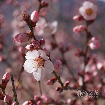 林芝大峡谷桃源雪峰客栈酒店提供图片