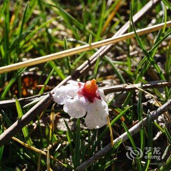 林芝大峡谷桃源雪峰客栈酒店提供图片