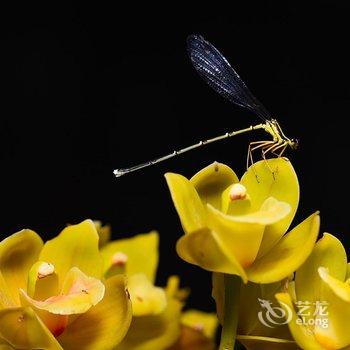 肇兴今宕宫香旅酒店酒店提供图片