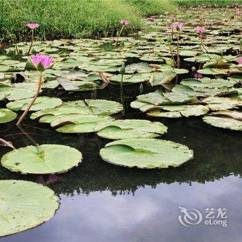 勐海勐景来香莲主屋酒店提供图片