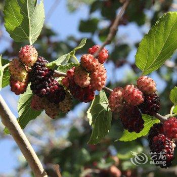 亲的客栈(敦煌青缘店)酒店提供图片