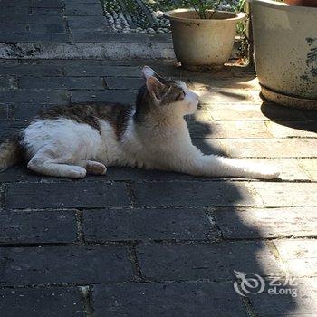 丽江古城居有竹客栈酒店提供图片