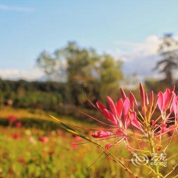 长白山向阳花开青旅酒店提供图片