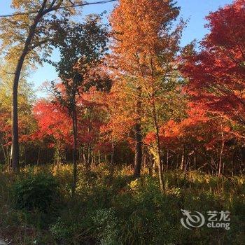 长白山向阳花开青旅酒店提供图片