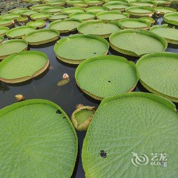 西双版纳王莲酒店酒店提供图片