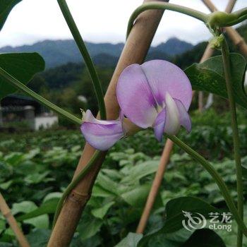 九华山小桥流水酒店酒店提供图片