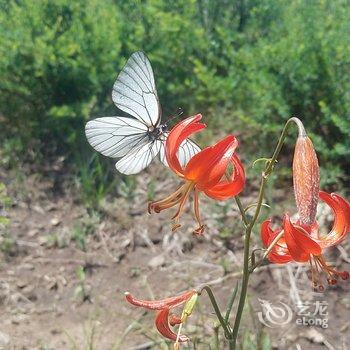 丰宁坝上草原白家大院酒店提供图片