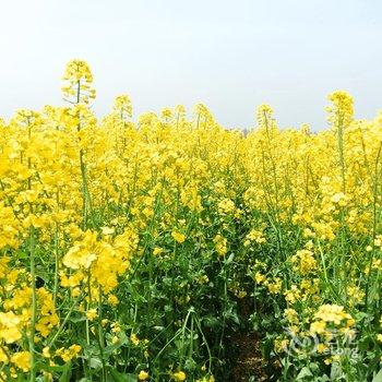 兴化菜花旅馆酒店提供图片