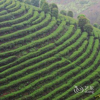 阳朔翠羽茶苑(原阳朔七仙峰茶观园景区酒店)酒店提供图片