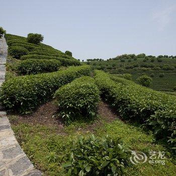 阳朔翠羽茶苑(原阳朔七仙峰茶观园景区酒店)酒店提供图片