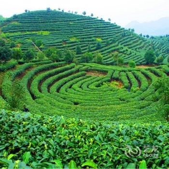 阳朔翠羽茶苑(原阳朔七仙峰茶观园景区酒店)酒店提供图片