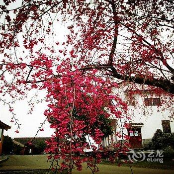 阳朔翠羽茶苑(原阳朔七仙峰茶观园景区酒店)酒店提供图片