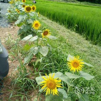 莫干山平月居客栈酒店提供图片