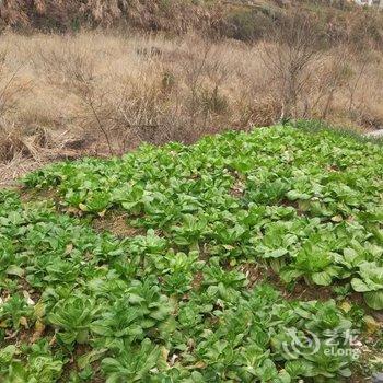 婺源江岭河东客栈酒店提供图片