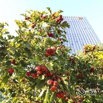 沈阳新都绿城喜来登酒店酒店提供图片