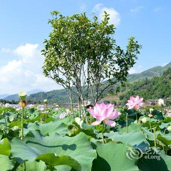 南靖田园客栈酒店提供图片