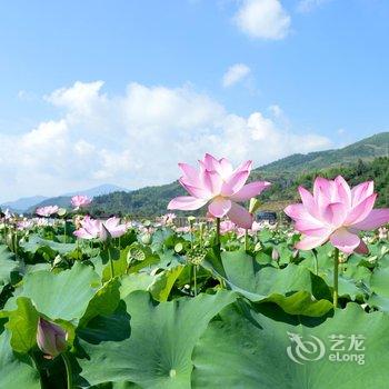 南靖田园客栈酒店提供图片