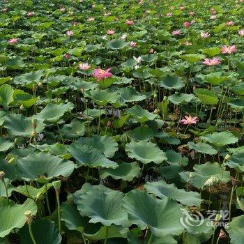 安新丽景农家院酒店提供图片