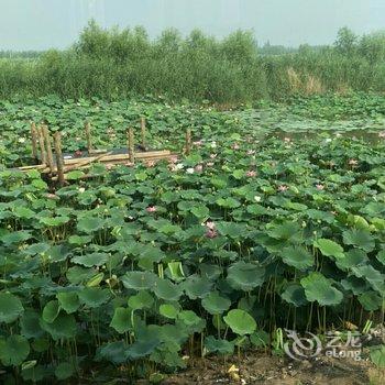 安新丽景农家院酒店提供图片