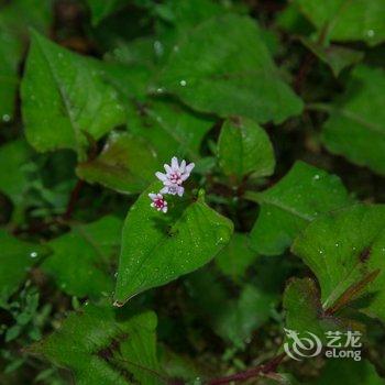 利川归园田居酒店提供图片