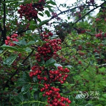 香格里拉哈巴雪山云上哈巴客栈酒店提供图片