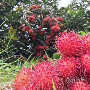 保亭凤凰树黎家风情客栈酒店提供图片