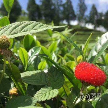 武夷山源未农庄酒店提供图片