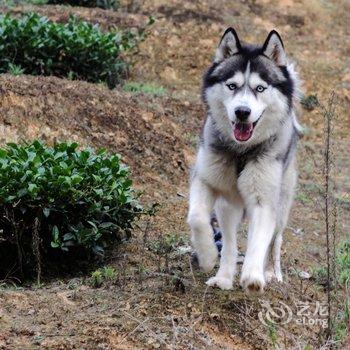 南靖沐浴阳光青年旅舍酒店提供图片