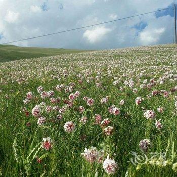 祁连海悦避暑山庄酒店提供图片