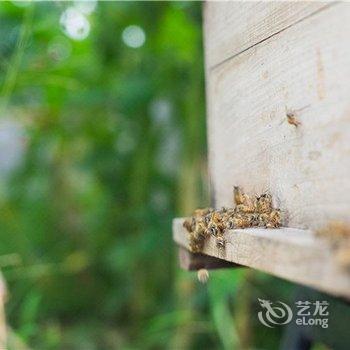 重庆酷虫王国民宿酒店提供图片