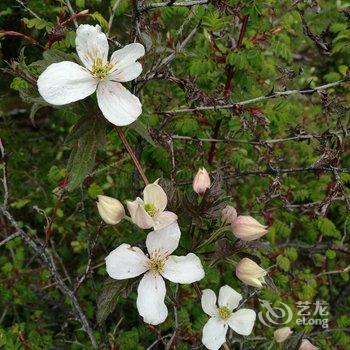 林芝知道你会来民宿酒店提供图片