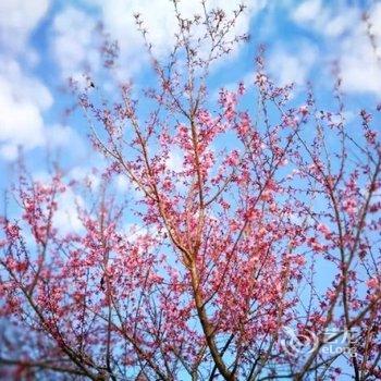 废弃久栖·腾冲和顺晴天禅舍智慧美宿酒店提供图片