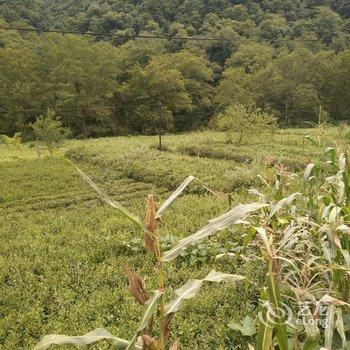 康县月牙茶乡农家客栈酒店提供图片