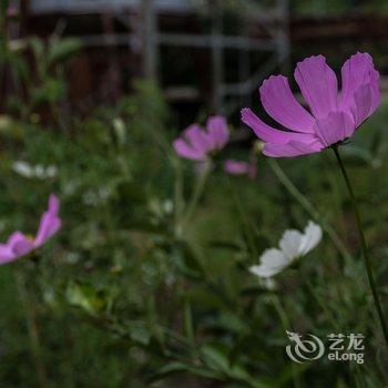 凉山背包客栈酒店提供图片