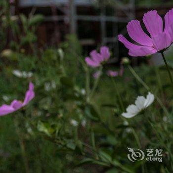 凉山背包客栈酒店提供图片