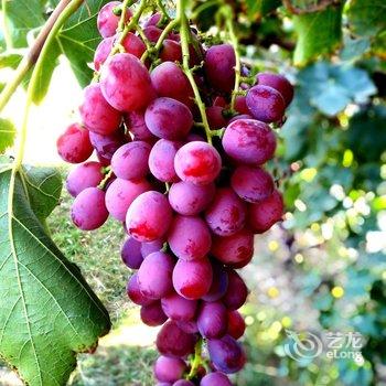 敦煌甘家大院客栈(莫高窟店)酒店提供图片
