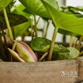 朱家角和处·oldstudio酒店提供图片