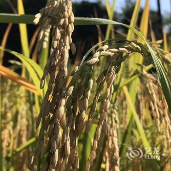 永嘉茗岙山里田边客栈酒店提供图片