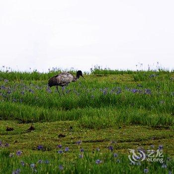 丽江康藤·格拉丹帐篷营地酒店提供图片