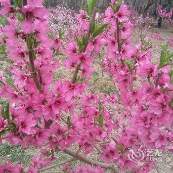 敦煌漠上客风格客栈酒店提供图片