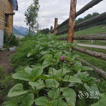 阿勒泰禾木远方的家客栈酒店提供图片