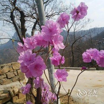 蒙阴百花峪旅游客栈酒店提供图片