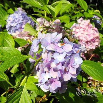张家界国家森林公园奇林山庄酒店提供图片