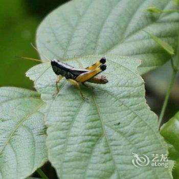 荔波依山碧水农家客栈酒店提供图片