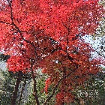 黄山近林听山主题酒店酒店提供图片