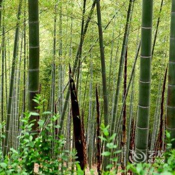 宁波绿野山居度假村酒店提供图片