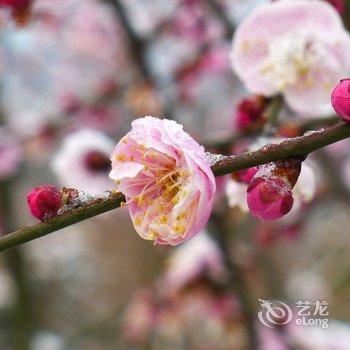 宁波绿野山居度假村酒店提供图片