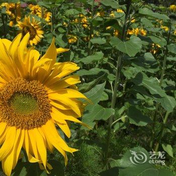 新都桥等枫来客栈酒店提供图片