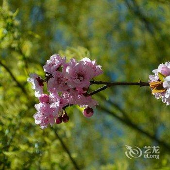 藏漂客栈(拉萨)酒店提供图片